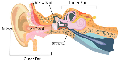 An illustration of the components of the ear.
