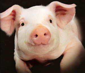 Photo of a pig